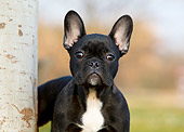PUP 18 CB0029 01
French Bulldog Puppy Standing By Birch Tree Trunk