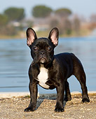 PUP 18 CB0030 01
Portrait Of French Bulldog Puppy Standing By Water