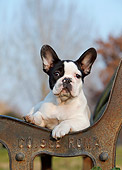 PUP 18 CB0031 01
Portrait Of French Bulldog Puppy Laying On Bench