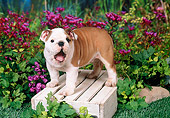 PUP 18 FA0016 01
Bulldog Puppy Standing On Wooden Box By Purple Flowers Yawning