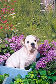 PUP 18 FA0019 01
English Bulldog Puppy Sitting In Wooden Planter Box In Garden