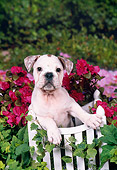 PUP 18 FA0020 01
English Bulldog Puppy Leaning On Wooden Gate In Garden