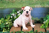 PUP 18 FA0021 01
English Bulldog Puppy Sitting On Wooden Deck By Pond