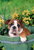 PUP 18 FA0025 01
English Bulldog Puppy Sitting In Planter Box In Garden