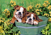 PUP 18 FA0026 01
Two English Bulldog Puppies Sitting In Planter Box In Garden