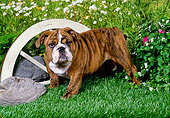 PUP 18 FA0027 01
English Bulldog Puppy Standing In Garden By Wooden Wheel
