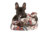 PUP 18 JE0002 01
French Bulldog Puppy Peeking Out Of Floral Bag Seamless