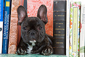 PUP 18 JE0004 01
French Bulldog Puppy Laying Between Books