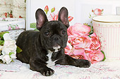 PUP 18 JE0005 01
French Bulldog Puppy Laying By Pink Roses
