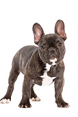 PUP 18 JE0007 01
French Bulldog Puppy Standing On White Seamless