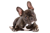 PUP 18 JE0008 01
French Bulldog Puppy Laying On White Seamless