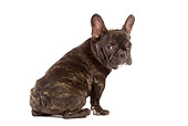 PUP 18 JE0011 01
French Bulldog Puppy Sitting On White Seamless