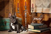 PUP 18 JE0012 01
French Bulldog Puppy Sitting By Candelabra And Books