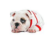 PUP 18 JE0016 01
English Bulldog Puppy Wearing Baseball Jersey Laying On White Seamless