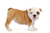 PUP 18 JE0018 01
English Bulldog Puppy Standing On White Seamless