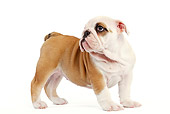 PUP 18 JE0019 01
English Bulldog Puppy Standing On White Seamless