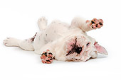 PUP 18 JE0027 01
English Bulldog Puppy Laying On Back On White Seamless