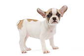 PUP 18 JE0033 01
French Bulldog Puppy Standing On White Seamless