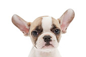 PUP 18 JE0034 01
Head Shot Of French Bulldog Puppy On White Seamless