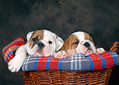 PUP 18 KH0014 01
Two Bulldog Puppies Laying In Dog Bed Studio