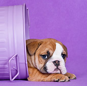 PUP 18 KH0017 01
English Bulldog Puppy Hiding In Purple Trash Can In Studio