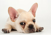 PUP 18 MR0008 01
French Bulldog Puppy Laying On White Seamless