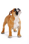 PUP 18 PE0001 01
English Bulldog Puppy Standing On White Seamless Looking Up