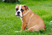 PUP 18 PE0003 01
English Bulldog Puppy Sitting On Grass