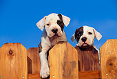 PUP 18 RK0001 06
Two American Bulldog Puppies Peeking Over Fence