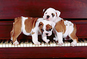 PUP 18 RK0023 09
English Bulldog Puppies Standing On Piano Keys