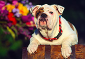 PUP 18 RK0047 21
Head Shot Of English Bulldog Puppy Laying On Wooden Barrel