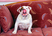 PUP 18 RK0053 01
Humorous Shot Of English Bulldog Puppy Sitting On Couch Licking Nose