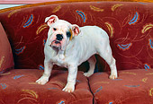 PUP 18 RK0054 02
English Bulldog Puppy On Couch