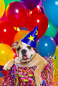PUP 18 RK0091 07
Head Shot Of English Bulldog Wearing Party Hat Balloons Background
