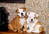 PUP 18 RK0106 10
Two English Bulldog Puppies Sitting On Mantle By Clock