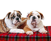 PUP 18 RK0132 02
Two Bulldog Puppies Laying On Red Plaid Blanket