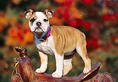PUP 18 RK0192 01
English Bulldog Standing On Horse Saddle Fall Trees Background
