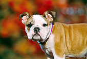 PUP 18 RK0194 03
Close Up Profile Shot Of English Bulldog Standing Blurry Fall Trees Background