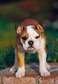PUP 18 RK0197 01
English Bulldog Standing On Brick Pedestal