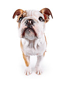 PUP 18 RK0206 37
Wide Angle Shot Of English Bulldog On White Seamless