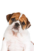 PUP 18 RK0219 01
Head Shot Of English Bulldog Puppy Sitting On White Seamless