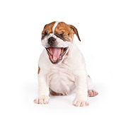 PUP 18 RK0221 01
English Bulldog Puppy Sitting On White Seamless Yawning