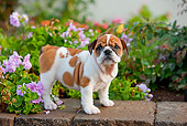 PUP 18 RK0223 01
English Bulldog Puppy Standing In Garden By Pink Flowers