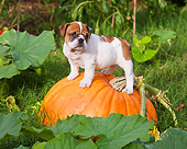 PUP 18 RK0224 01
English Bulldog Puppy Standing On Pumpkin