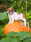PUP 18 RK0225 01
English Bulldog Puppy Standing On Pumpkin