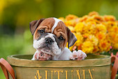 PUP 18 RK0229 01
English Bulldog Puppy Peeking Out Of Basket By Orange Flowers