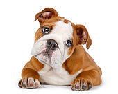 PUP 18 RK0236 01
English Bulldog Puppy Laying On White Seamless