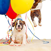 PUP 18 RS0022 02
Bulldog Puppies With Balloons And Present