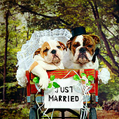 PUP 18 RS0050 01
Bride And Groom Bulldog Puppies Sitting In Red Wagon Just Married