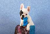 PUP 18 SJ0001 01
French Bulldog Puppy Sitting In Basket Chewing On Toy In Studio